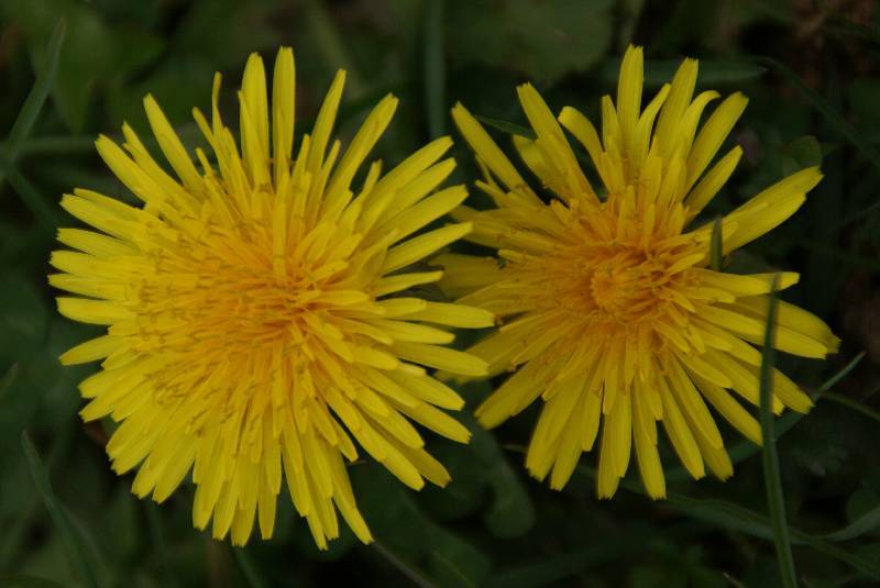 Unser Orchideenpark Bild Nr.016